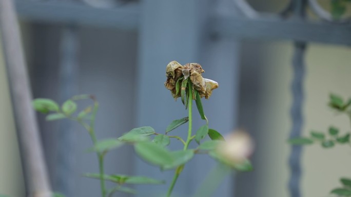 雨后残花