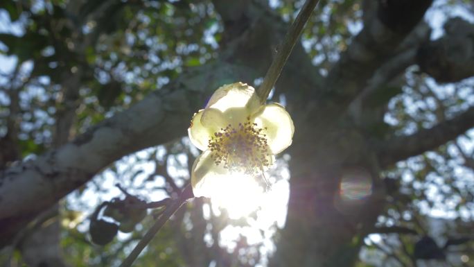 普洱茶茶叶阳光凤庆大叶种野生