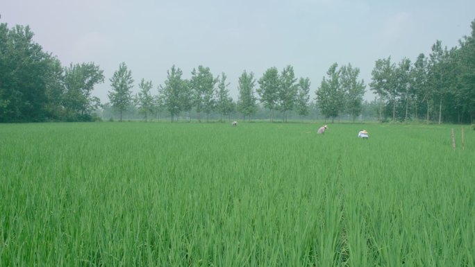 绿油油稻田