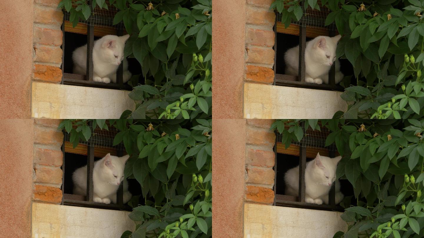 4K窗台白猫宠物猫咪小猫