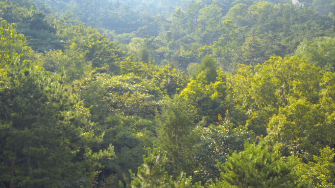 4K航拍森林-阳光照射森林-树林