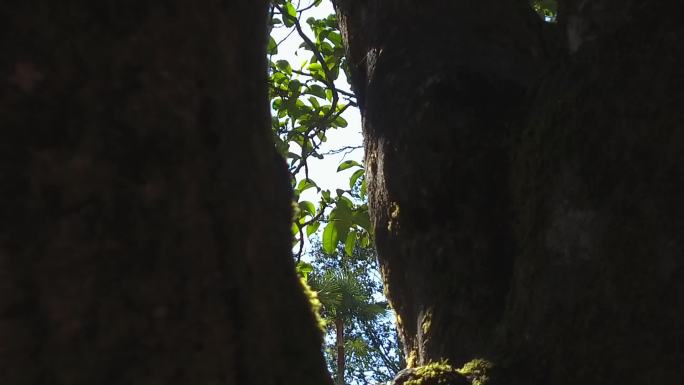 透过树洞看到茶叶