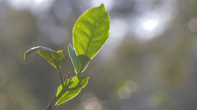 普洱茶茶叶阳光凤庆大叶种野生