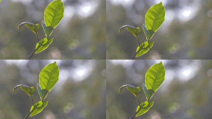 普洱茶茶叶阳光凤庆大叶种野生