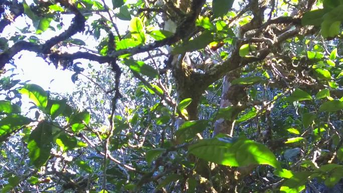 古茶树老茶树野生大叶种凤庆原始