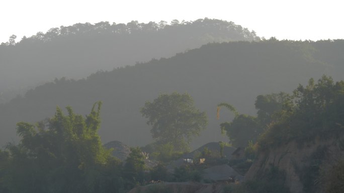 普洱茶茶叶村庄凤庆大叶种野生