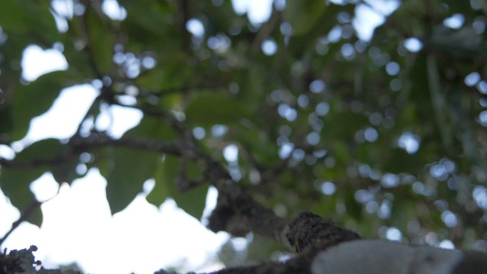 野生大叶种古茶树茶林茶叶特写