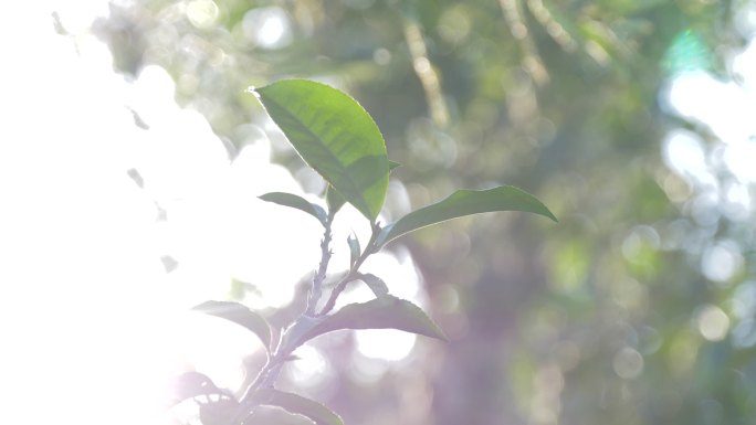 云南临沧凤庆大叶种茶叶