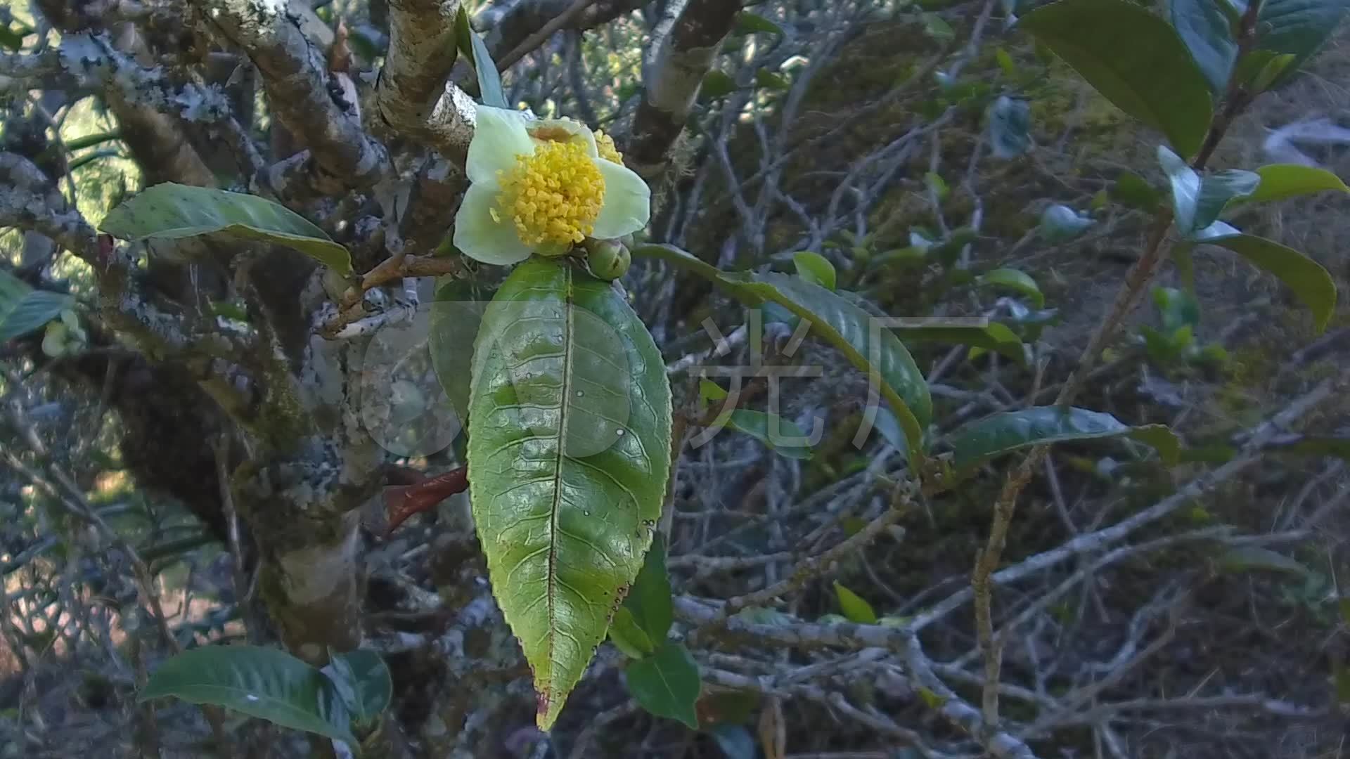 古茶樹老茶樹野生大葉種鳳慶原始_1920x1080_高清視頻素材下載(編號