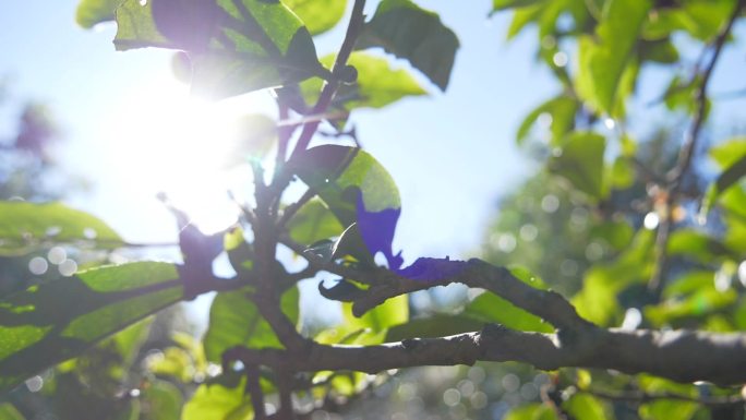 野生大叶种古茶树茶林茶叶特写