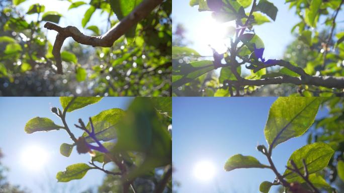 野生大叶种古茶树茶林茶叶特写