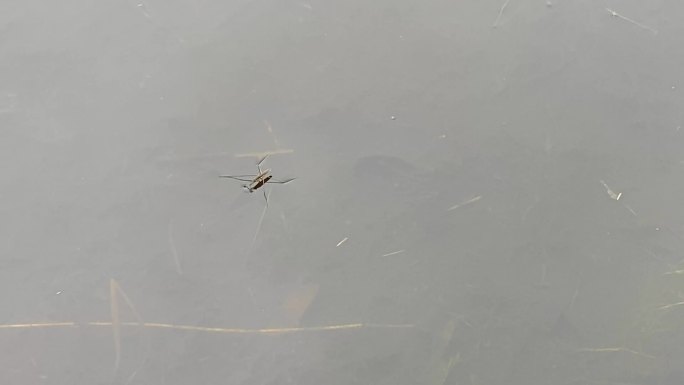 4K水上水黾蚊虫