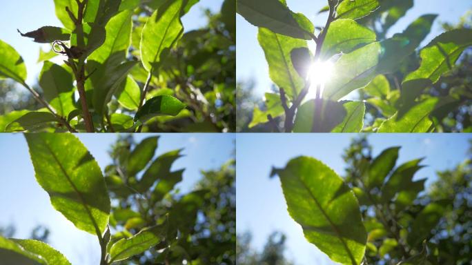 野生大叶种古茶树茶林茶叶特写