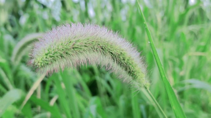 狗尾巴草狗尾巴特写野草草地农村