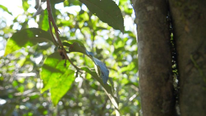 野生大叶种古茶树茶林茶叶特写