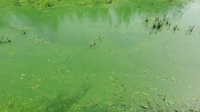 太湖蓝藻泛滥