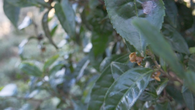 野生大叶种古茶树茶林茶叶特写