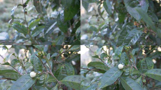 野生大叶种古茶树茶林茶叶特写