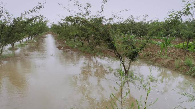 4K陕西合阳黄河水浇地11