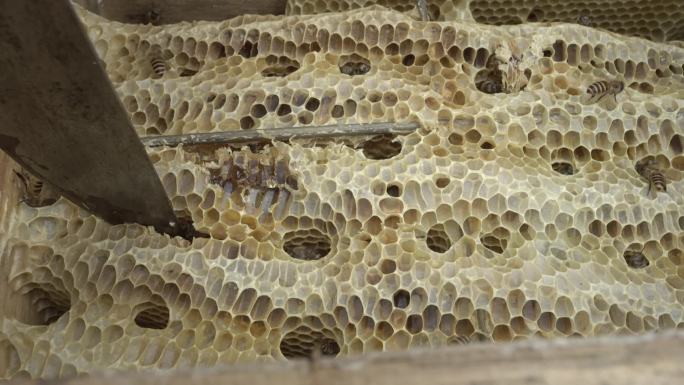 养蜂人割蜂蜜悬崖蜂蜜高山蜂蜜