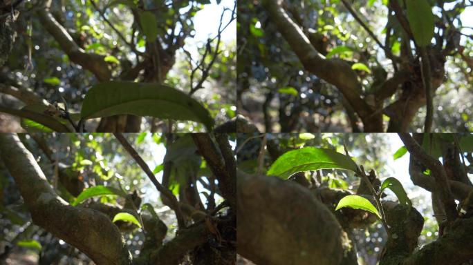 野生大叶种古茶树茶林茶叶特写