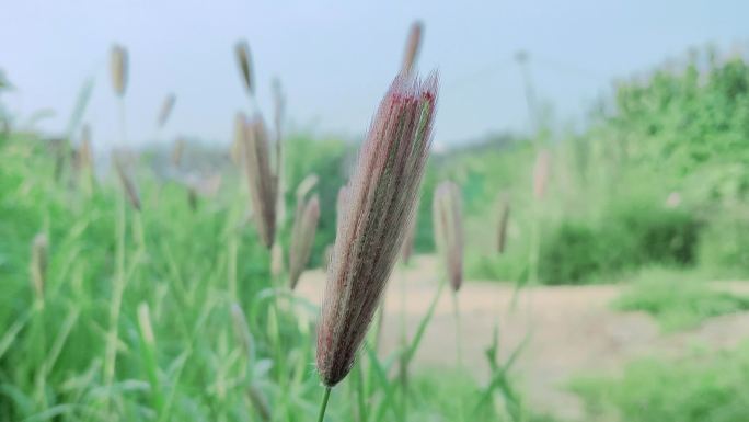 虎尾草棒锤草刷子头盘草禾木科