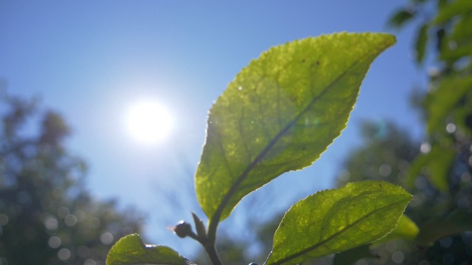 野生大叶种古茶树茶林茶叶特写