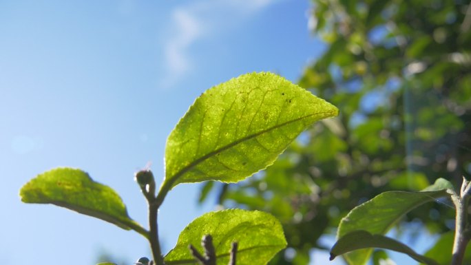 野生大叶种古茶树茶林茶叶特写