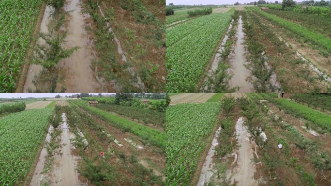 4K陕西合阳黄河水浇地13