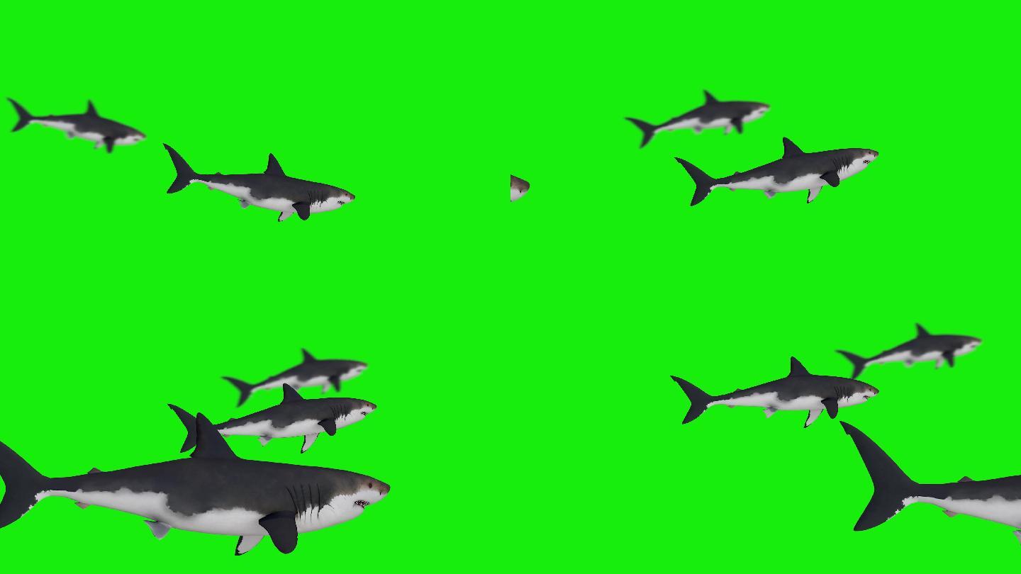 鲨鱼游动绿幕
