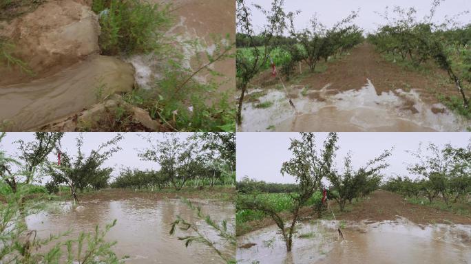 4K陕西合阳黄河水浇地03