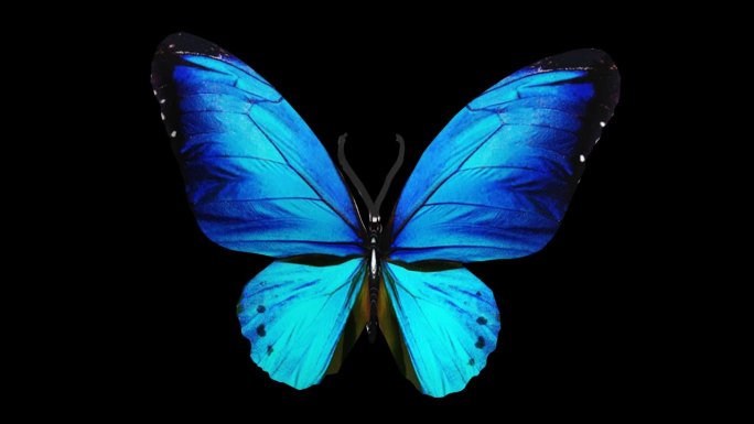 蓝色蝴蝶--带透明通道