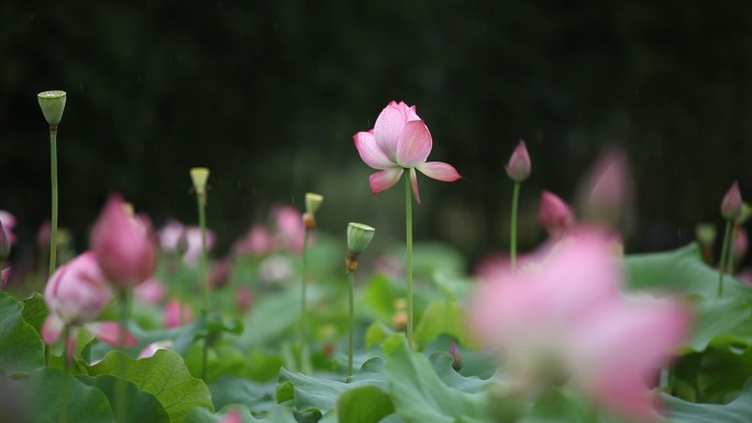 唯美雨中荷花