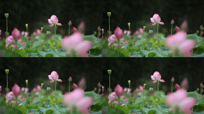 唯美雨中荷花