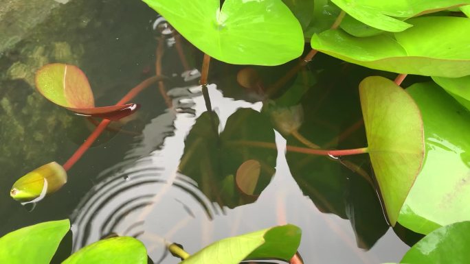 雨打睡莲更清雅高清实拍