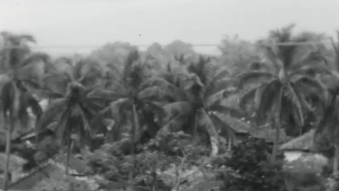 30年代西双版纳景洪王莲橡胶种植园椰子树