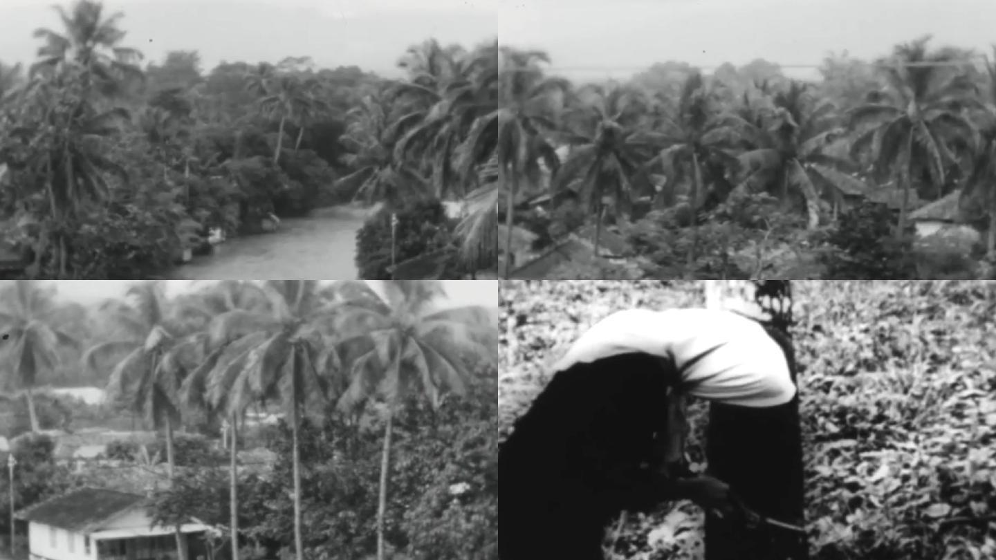 30年代西双版纳景洪王莲橡胶种植园椰子树