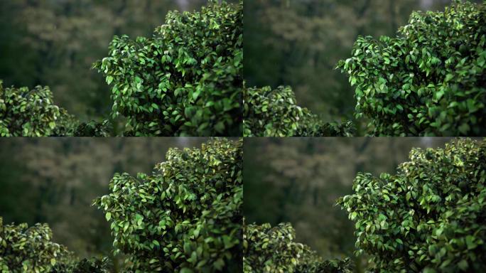 三维-风吹树（店内有视频版本）