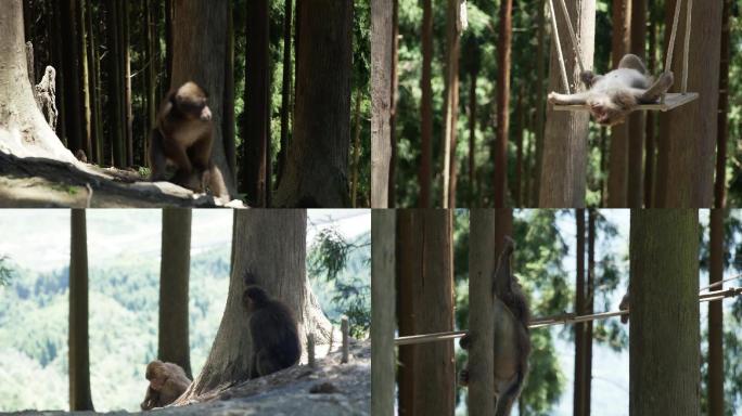 猴子猕猴慢镜头群居特写嬉戏高清素材