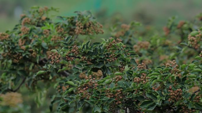 4K大红袍花椒种植23