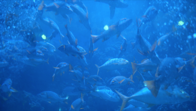 4K海底世界-水底游鱼-鱼儿水中游