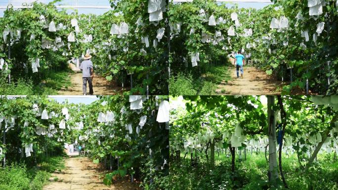 农业农副产品富硒葡萄种植基地