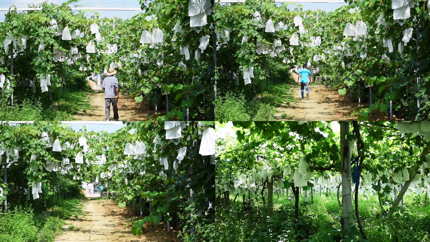 农业农副产品富硒葡萄种植基地