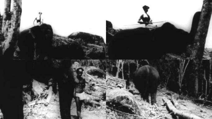 30年代西双版纳饲养驯养大象伐木工作搬运