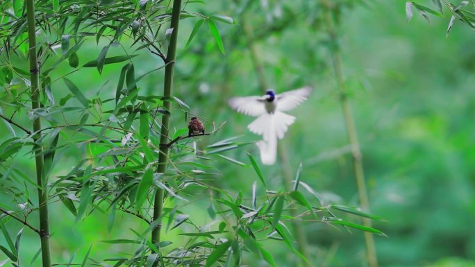 林间精灵-绶带鸟