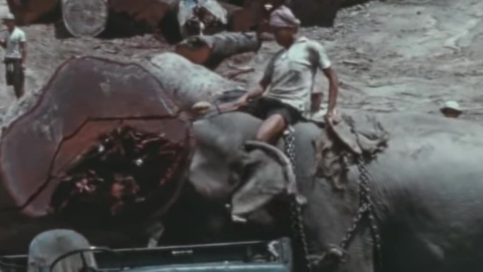 40年代西双版纳饲养驯养大象伐木饲养员