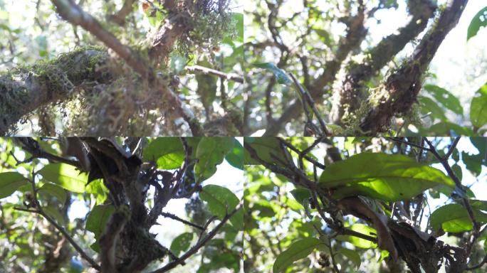 野生大叶种古茶树茶林茶叶特写