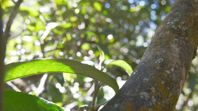 野生大叶种古茶树茶林茶叶特写