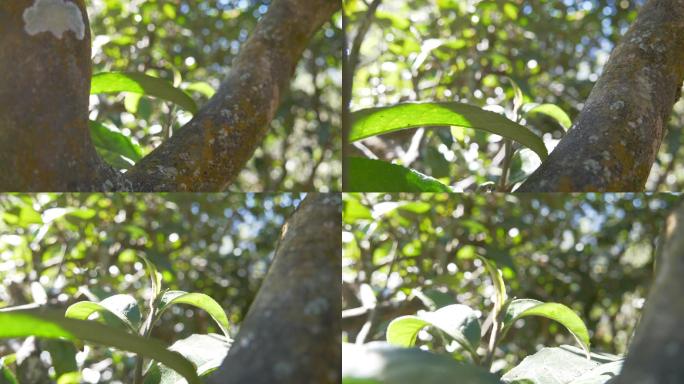 野生大叶种古茶树茶林茶叶特写