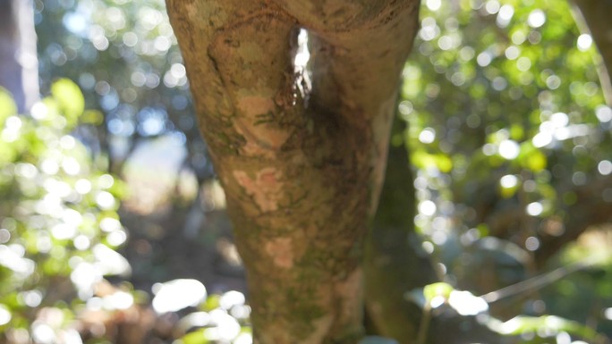 野生大叶种古茶树茶林茶叶特写